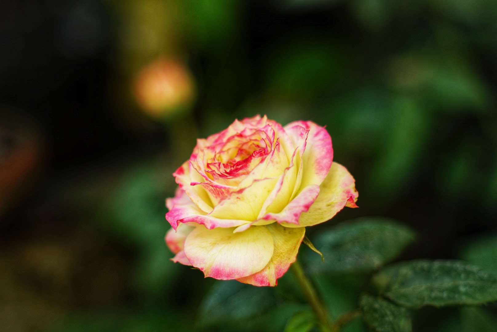 SMC TAKUMAR 55MM.F1.8 M42 MOUNT