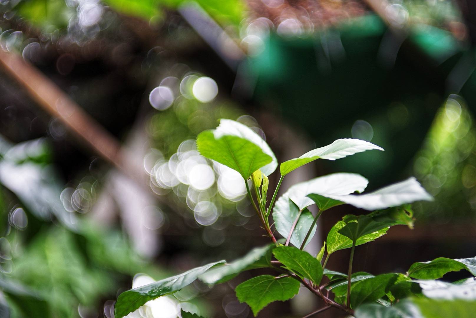 BIOKOR-S 45MM.F1.9 MODIFILED M39MOUNT