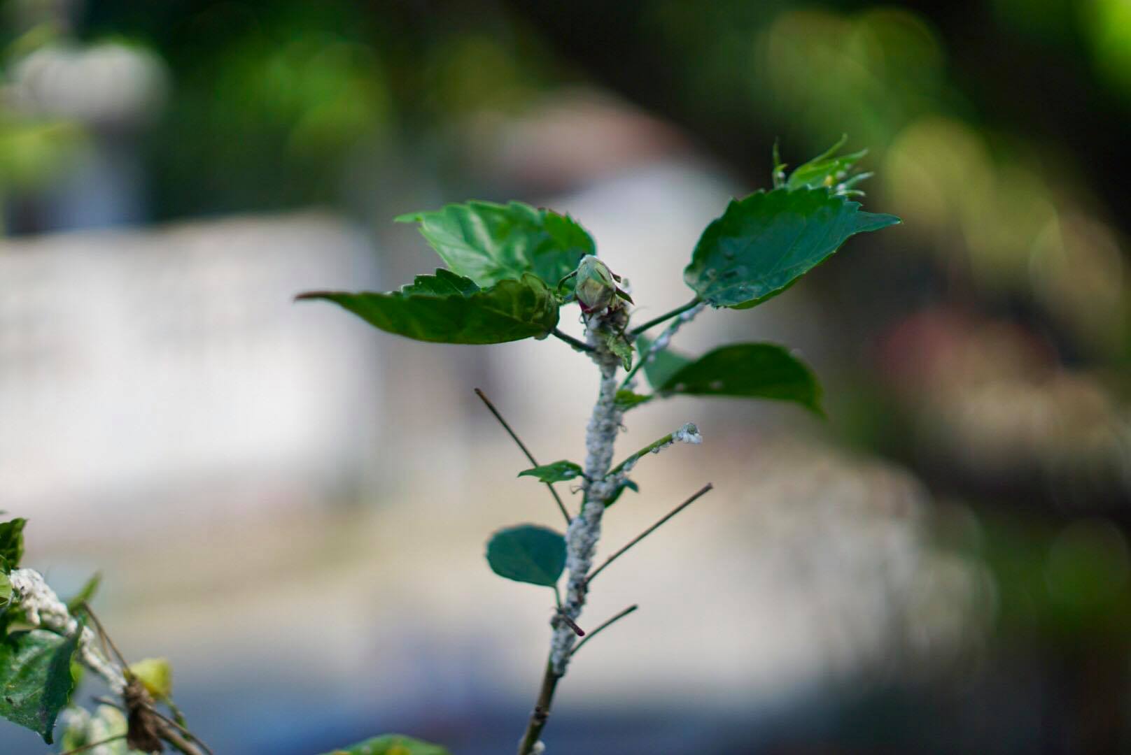CANON LENS FD 50MM.F1.4 SIVER NOSE