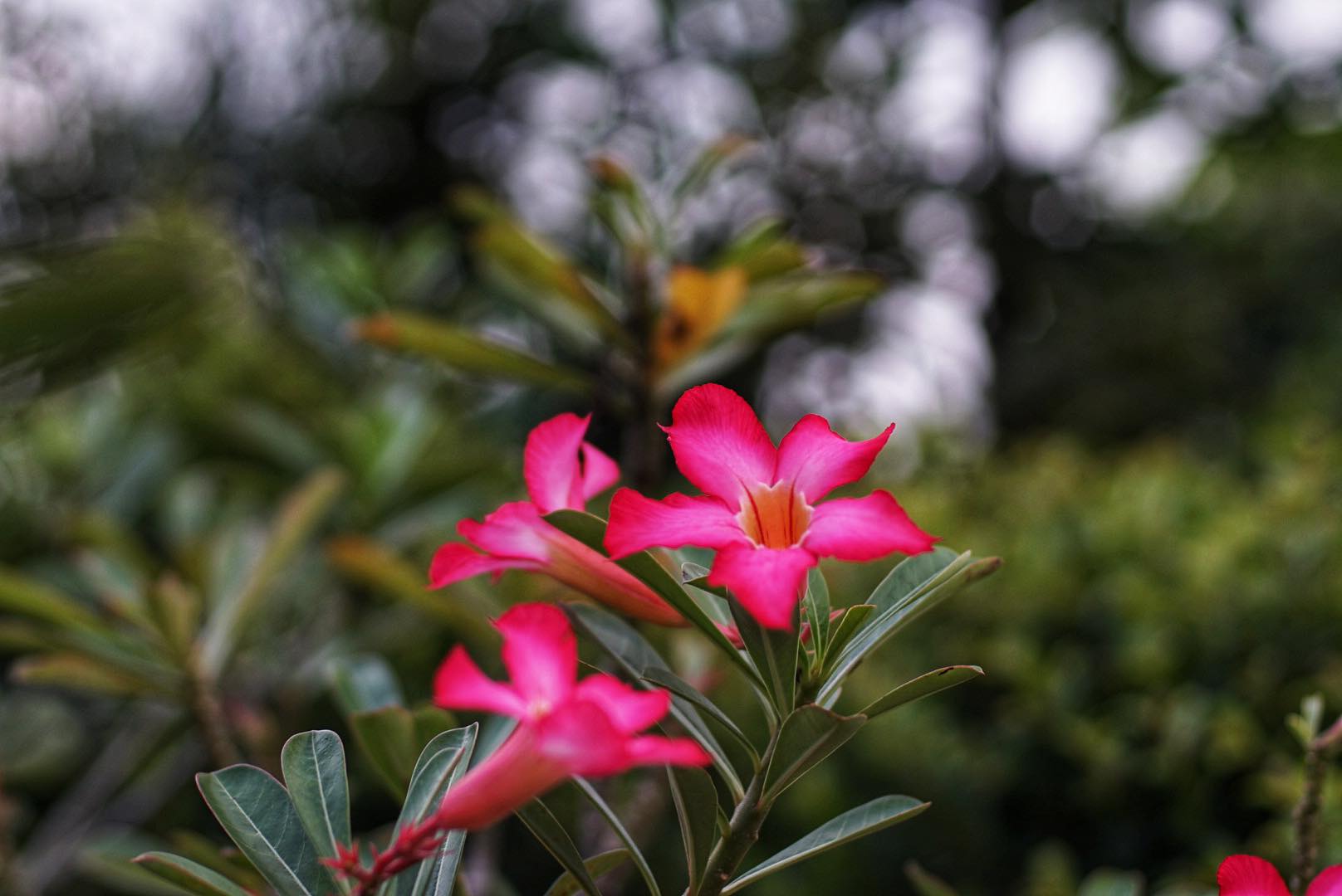 NIKON AF NIKKOR 50MM.F1.4D AIS MOUNT(NO.2)