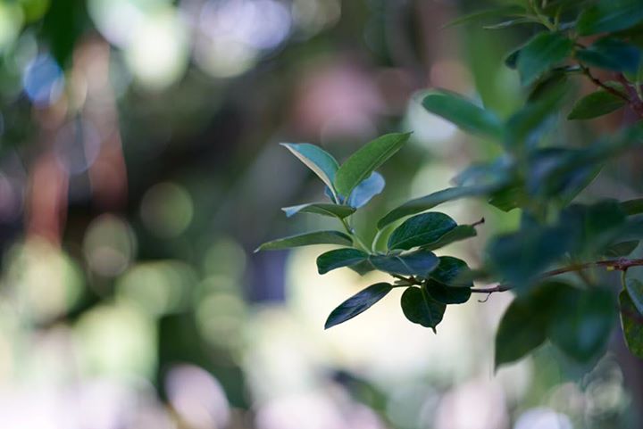 MINOLTA AUTO ROKKOR-PF 55MM F2 MD MOUNT