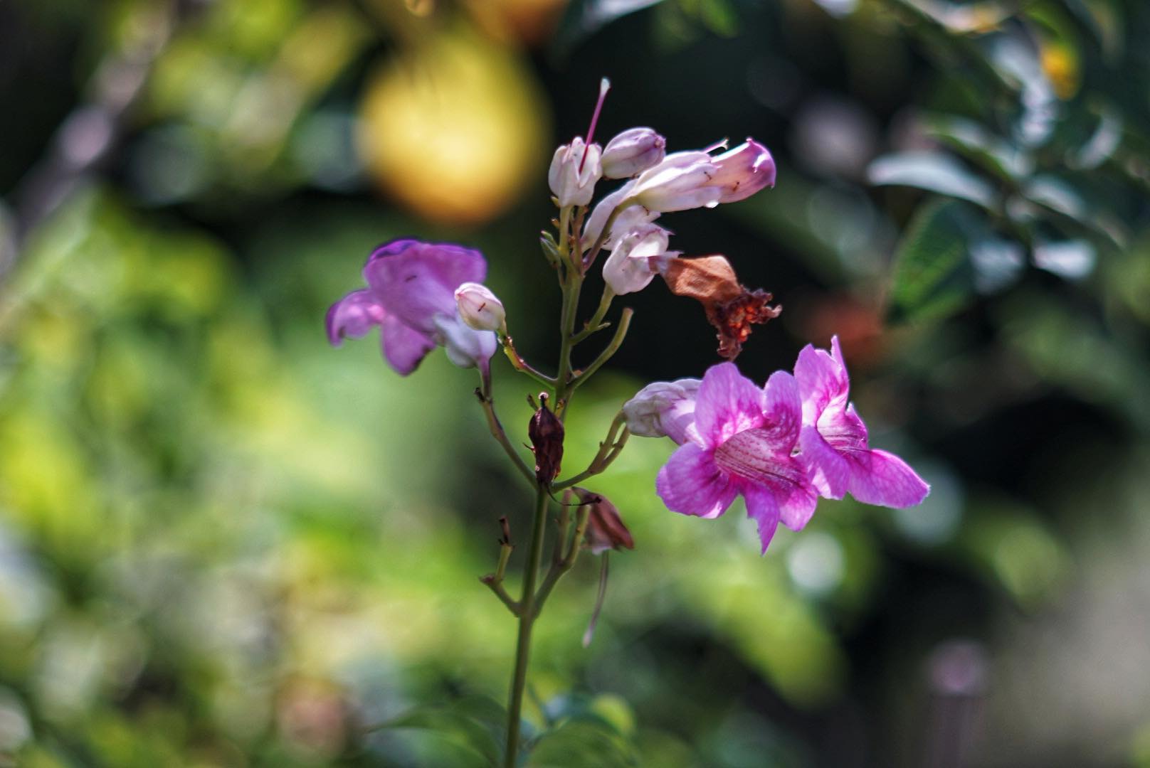 SUPER TAKUMAR 150MM.F4 M42 MOUNT