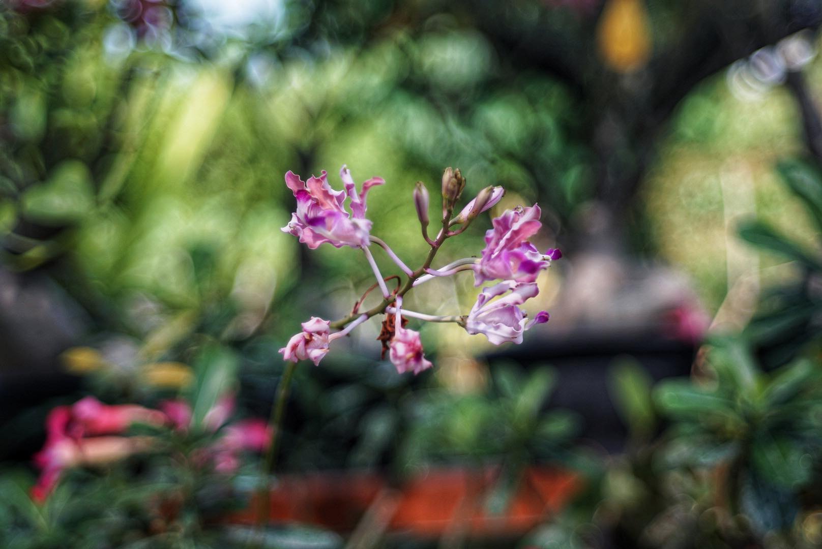 CANON LENS 40MM.F1.9 MODIFIED M39 MOUNT(RF Coupling)