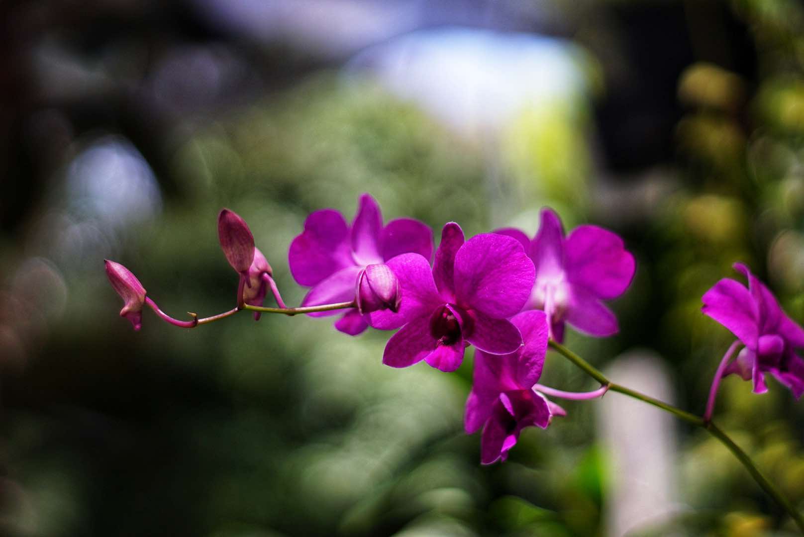 SUPER TAKUMAR 55MM.F2 M42 MOUNT