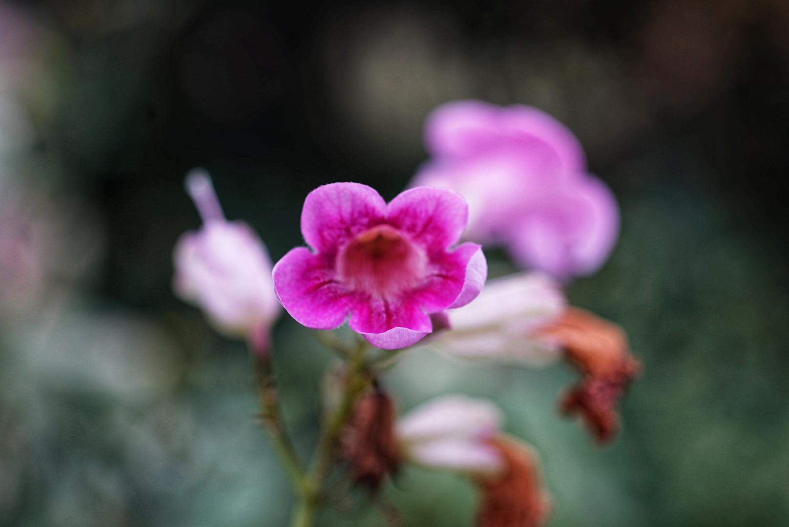 OLYMPUS OM-SYSTEM ZUIKO MC AUTO-MACRO 50MM.F3.5