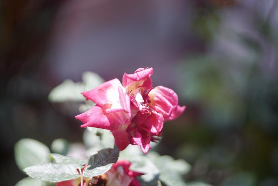 AUTO Mamiya/Sekor 55mm. F1.4 M42 Mount
