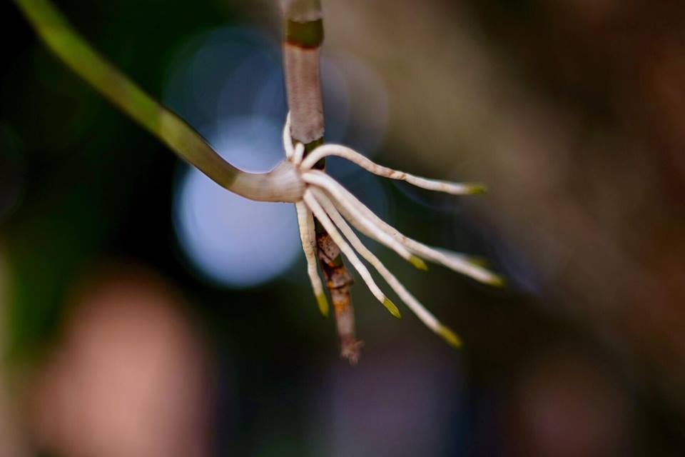 SMC PENTAX-M 50MM.F1.4 PK MOUNT