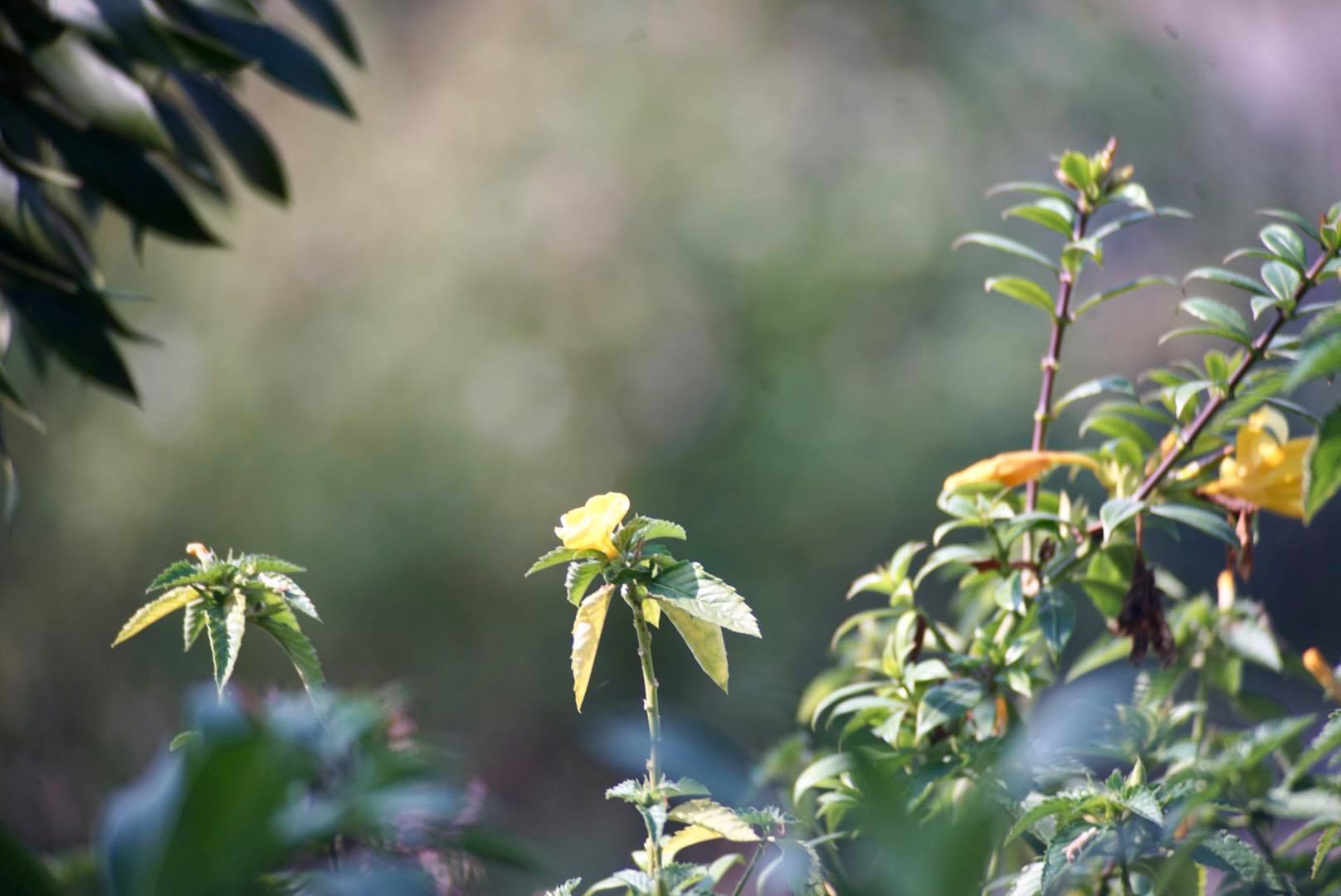 TAMRON SP 60-300MM.F3.8-5.4 MACRO ADAPTALL NIKON AIS MOUNT