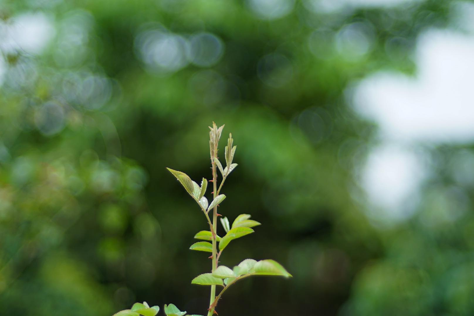 NIKON AF NIKKOR 50MM.F1.4D AIS MOUNT(NO.4)