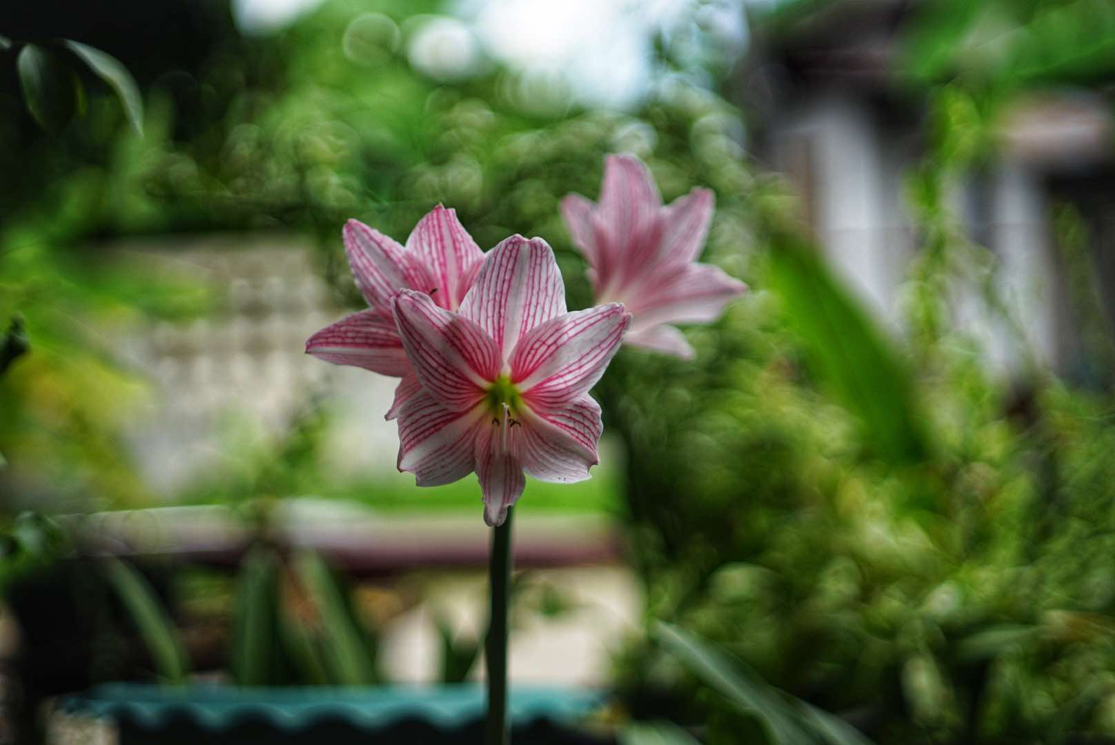 KONICA HEXANON 45MM.F1.8 MODIFIED M39 MOUNT