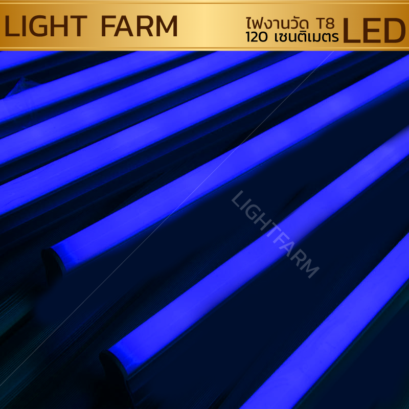 หลอดไฟงานวัด LED (ไฟนิ่งไม่กระพริบ) สีฟ้า / หลอดไฟ T8 หลอดสี