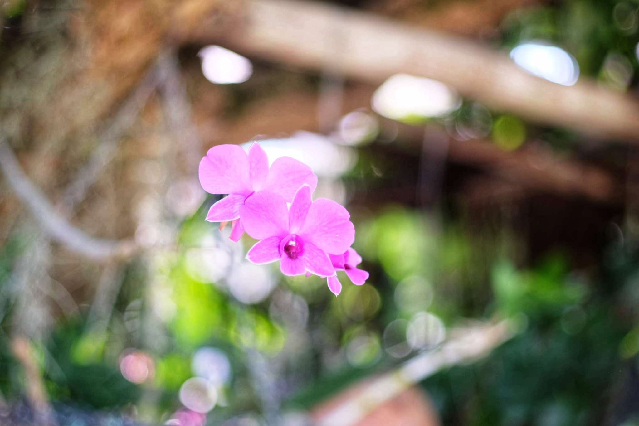CANON LENS FD 50MM.F2 FD MOUNT