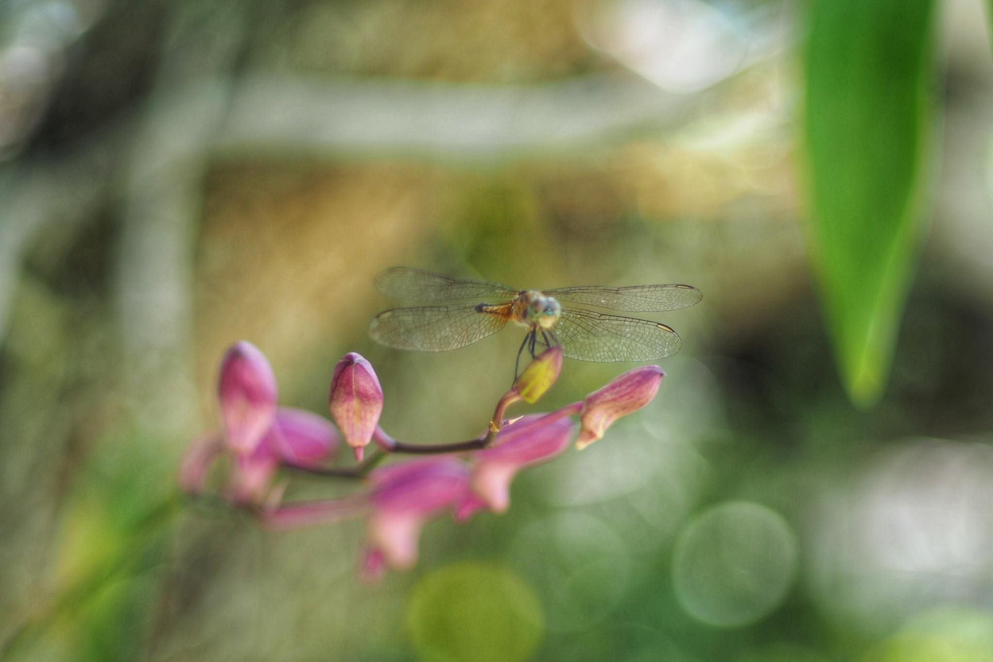 CANON LENS FD 50MM.F1.8 S.C FD MOUNT