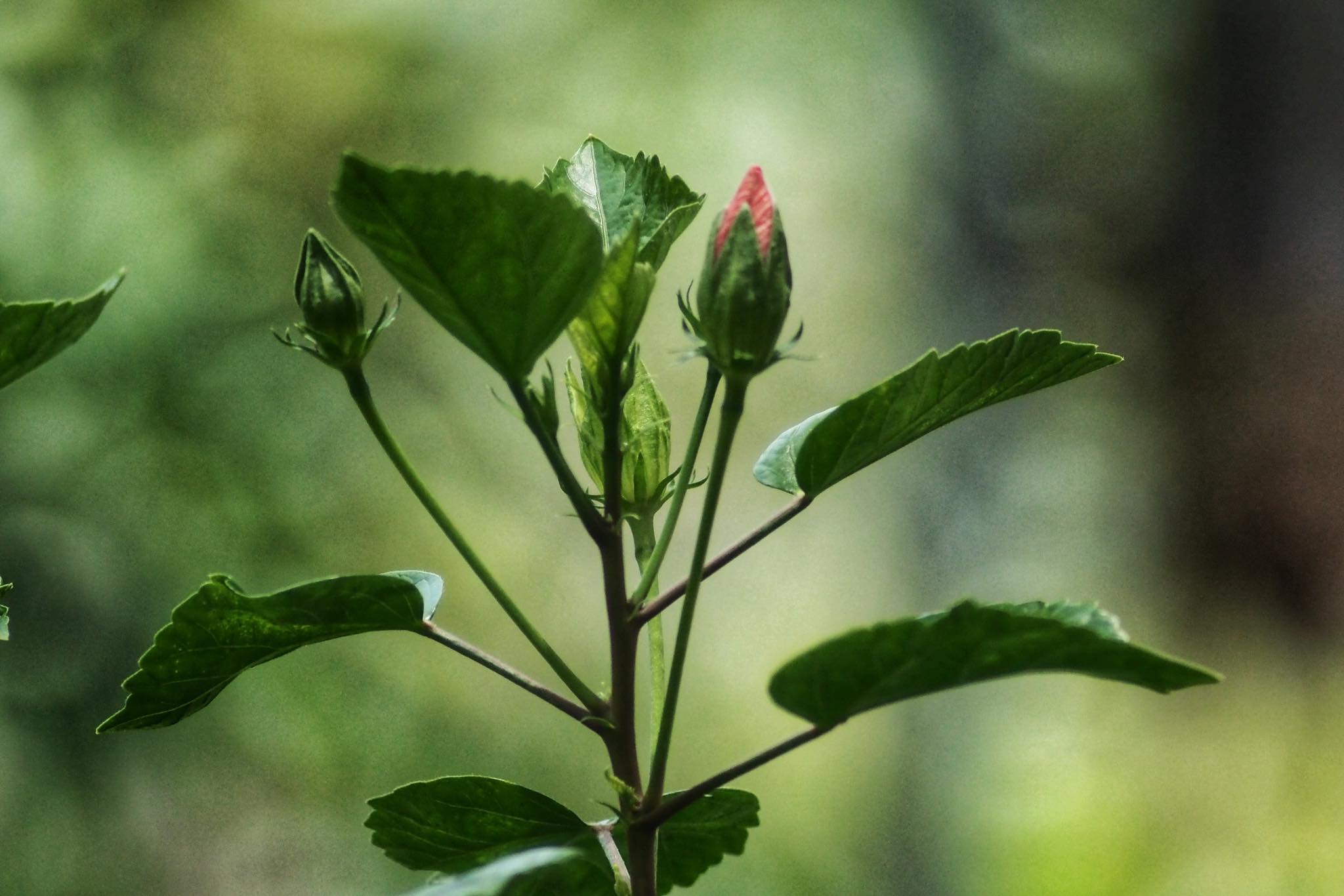 MAMIYA-SEKOR C 210MM.F4 M645 MOUNT