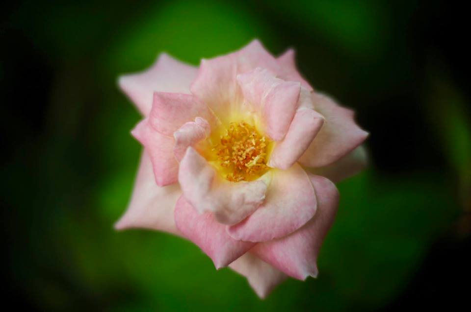 CANON TV LENS PHF 35MM.F1.2 MODIFY M4/3 MOUNT