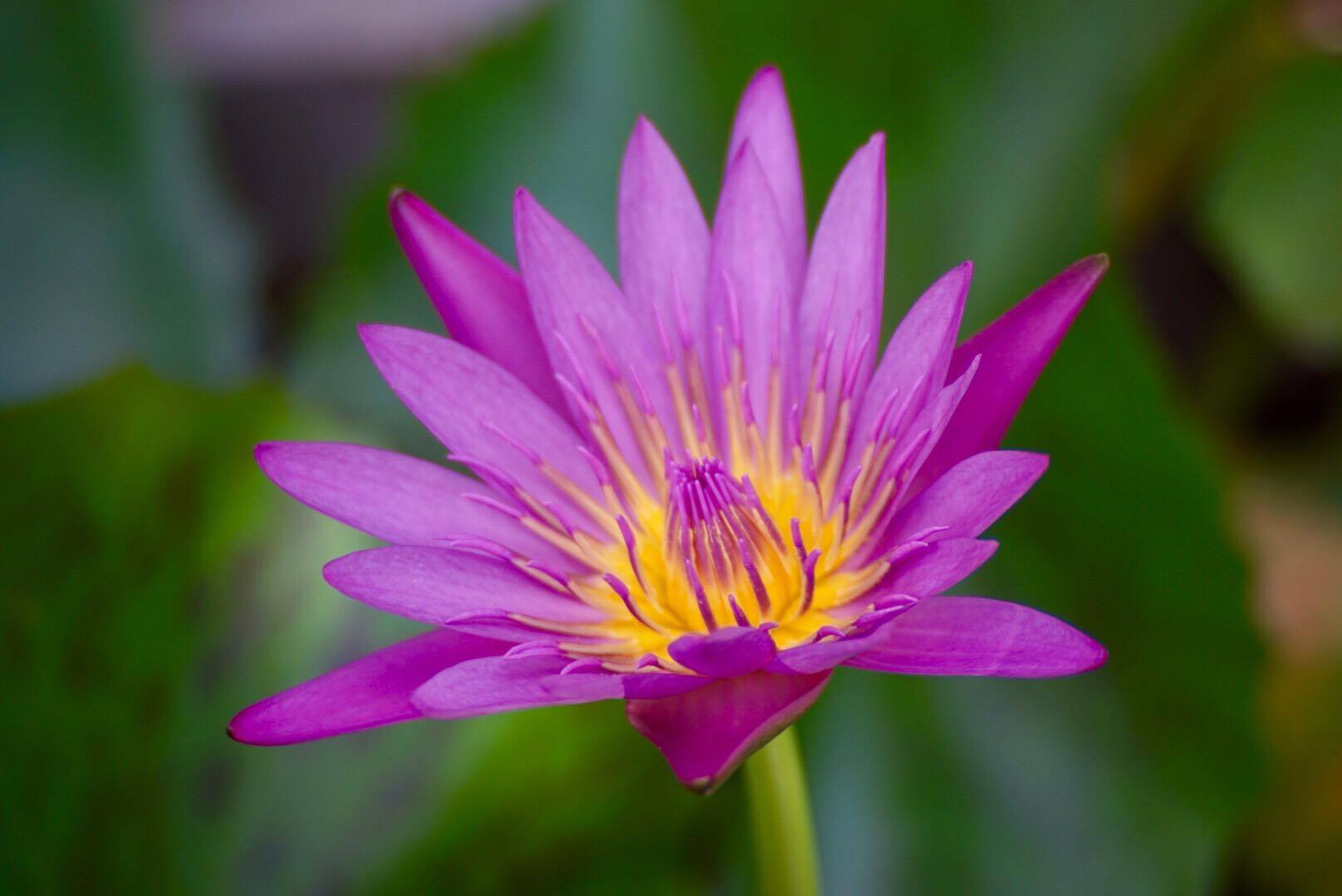 SIGMA IA-ZOOM 70-210MM.F4-5.6