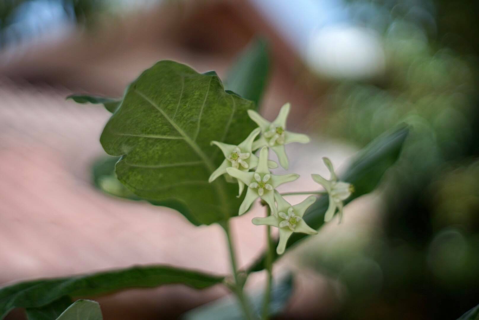 MINOLTA AUTO ROKKOR-PF 58MM.F1.4 MD MOUNT