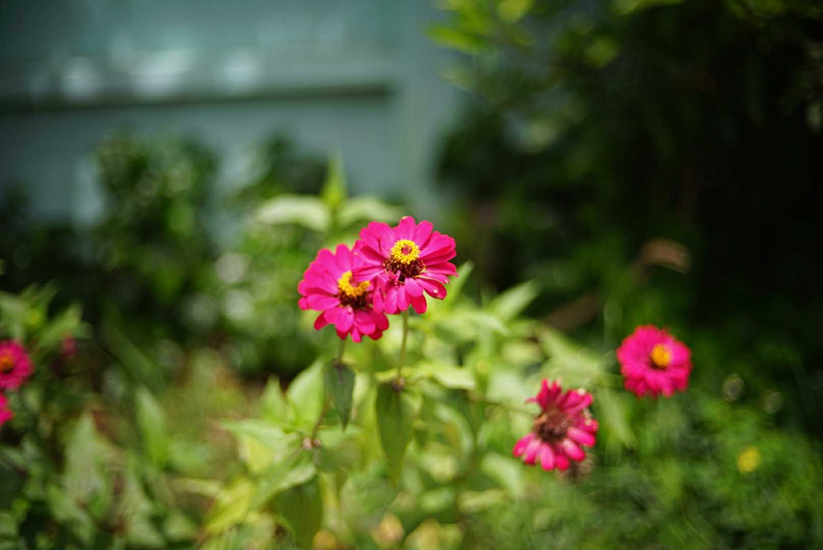 YASHICA COLOR YASHINON-DX 45MM.F1.7 MODIFIED M39 MOUNT