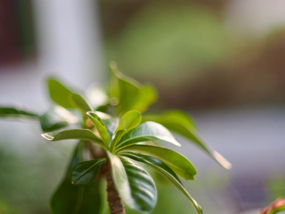 MINOLTA MC ROKKOR-X PG 50MM. F1.4 MD MOUNT