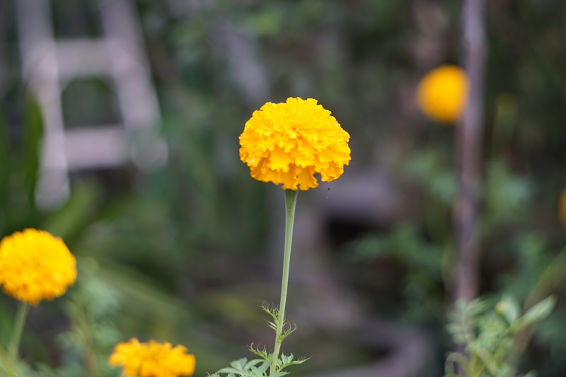 MINOLTA AUTO ROKKOR-PF 55MM. F2 MD MOUNT