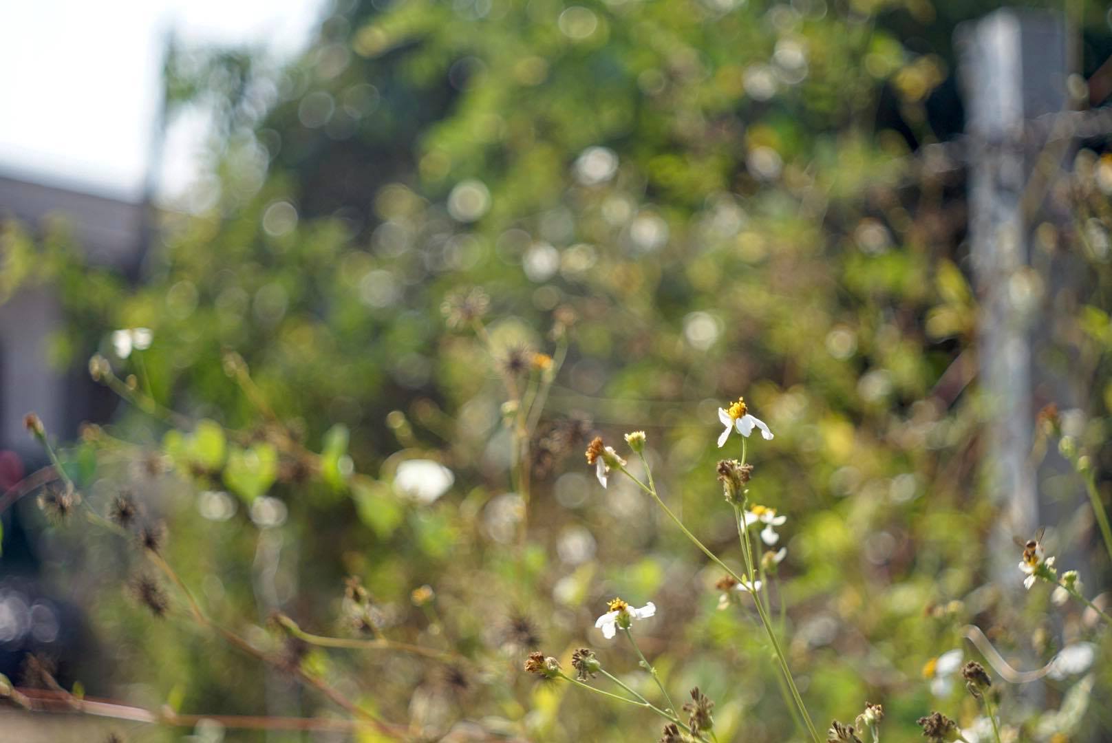 MAMIYA-SEKOR 48MM.F2.8 MODIFLY SONY E MOUNT