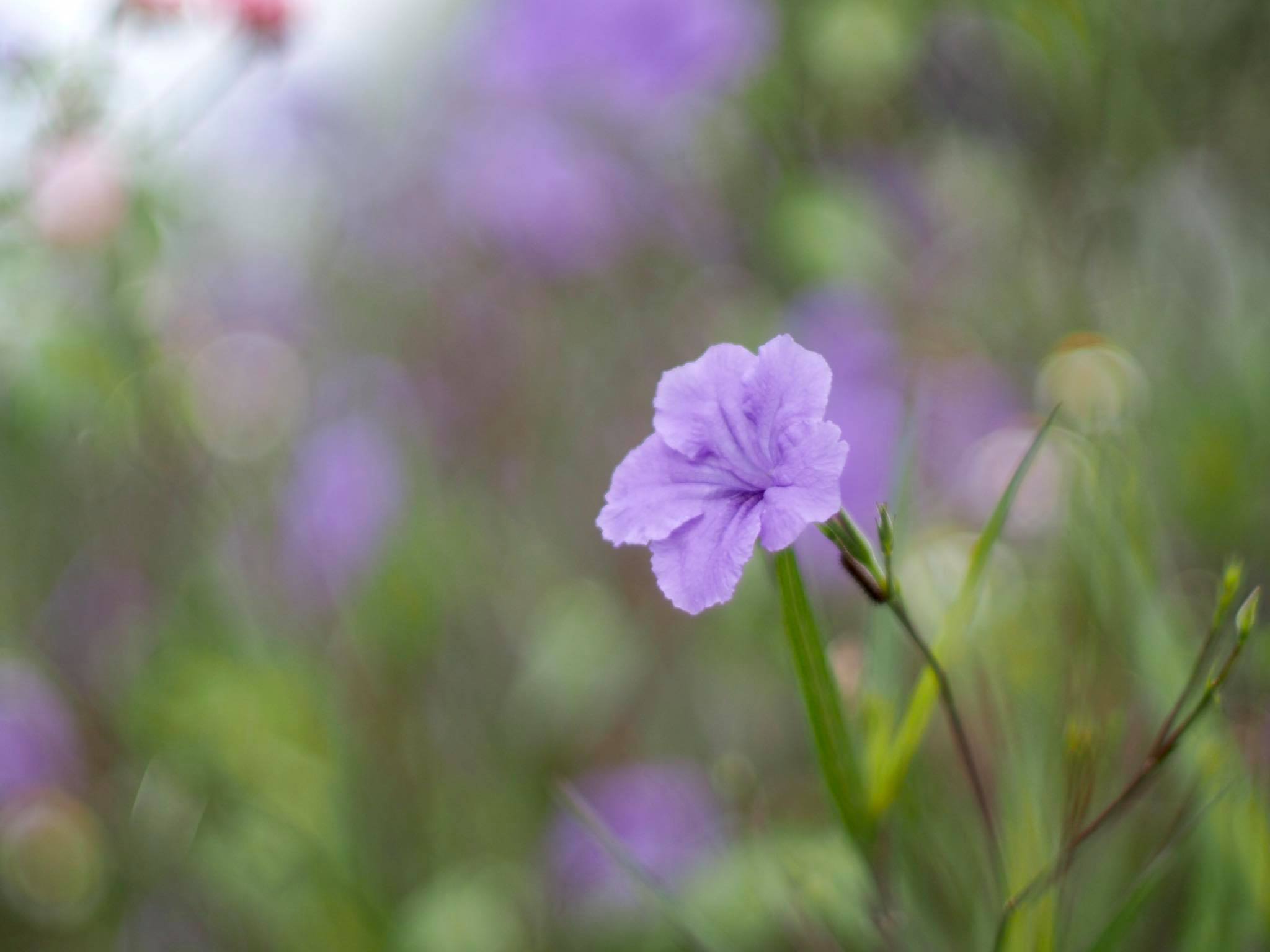 MINOLTA AUTO ROKKOR-PF 58MM.F1.4 MD MOUNT