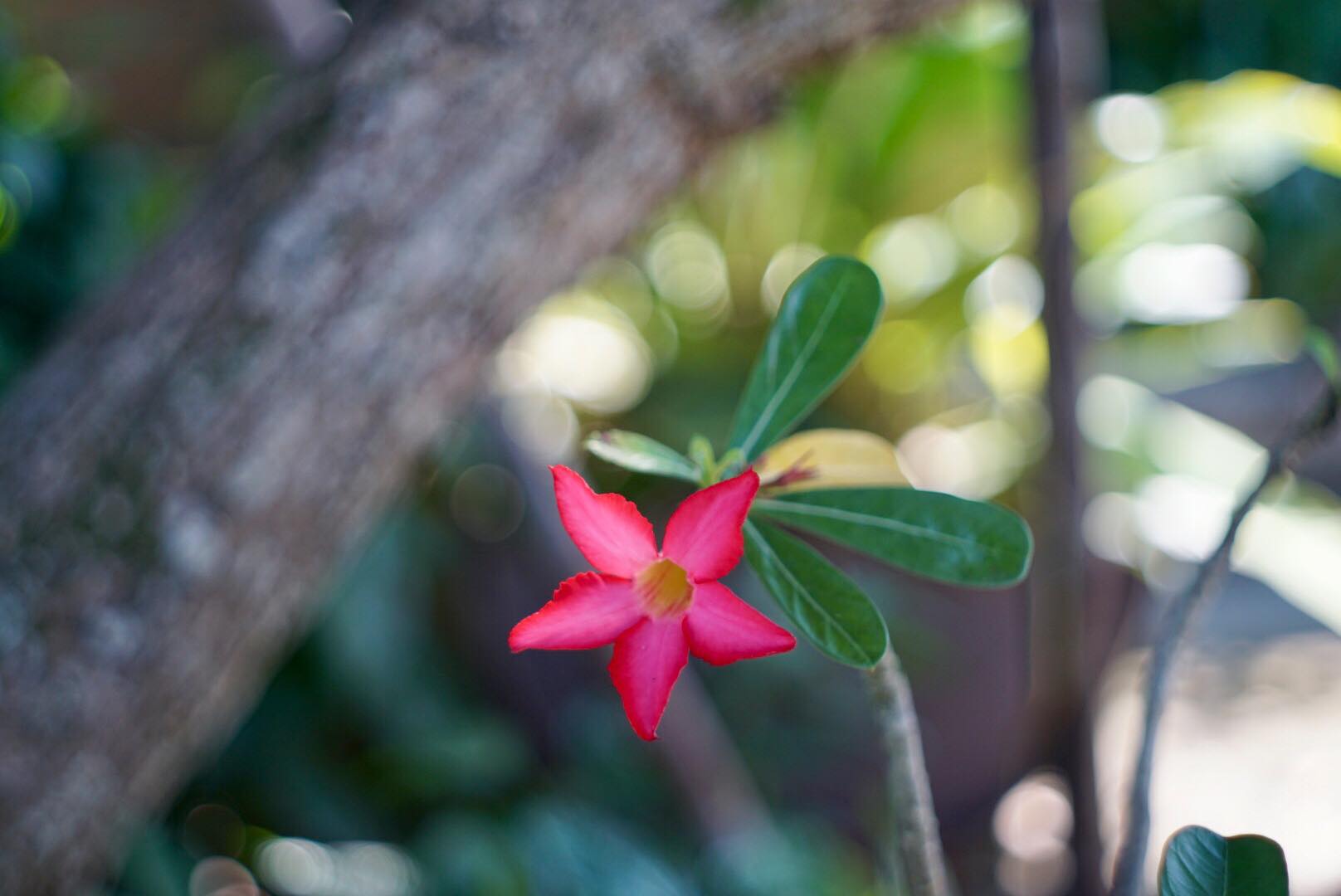 KONISHIROKU HEXANON 47MM.F1.9 E MOUNT