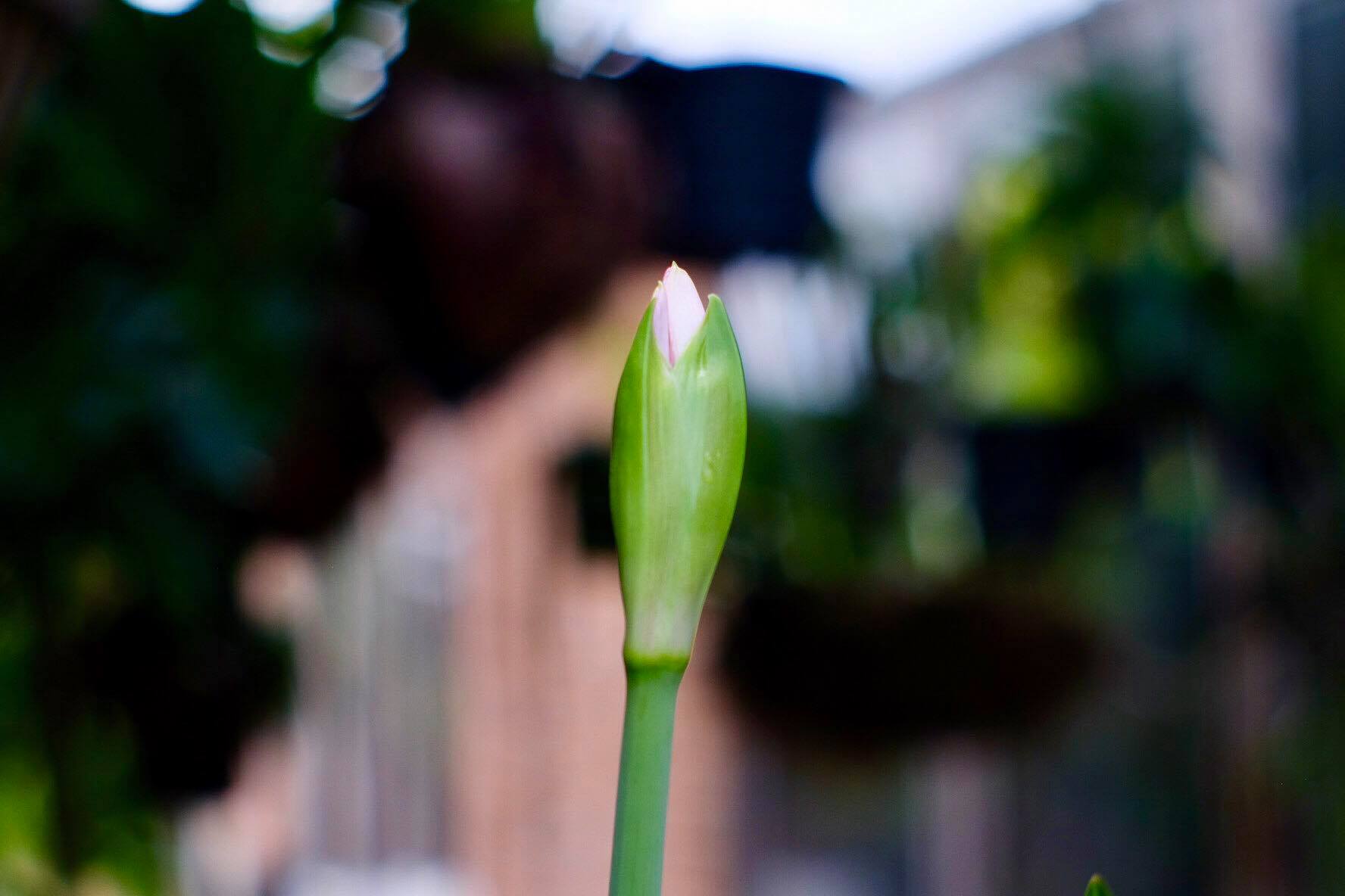 SMC PENTAX-M 50MM.F2