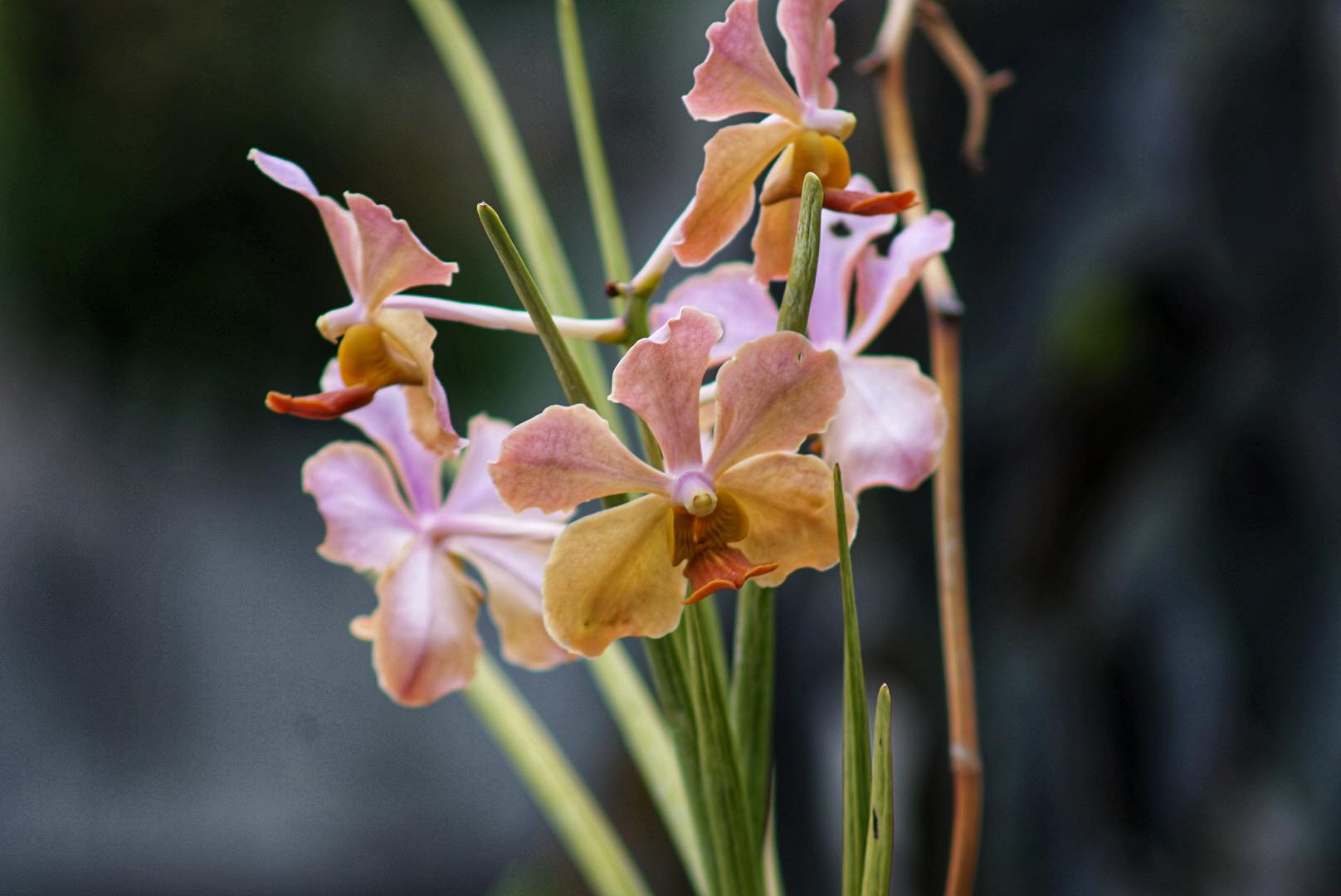 NIKON AF NIKKOR 75-300mm f/4.5-5.6 MACRO AIS MOUNT