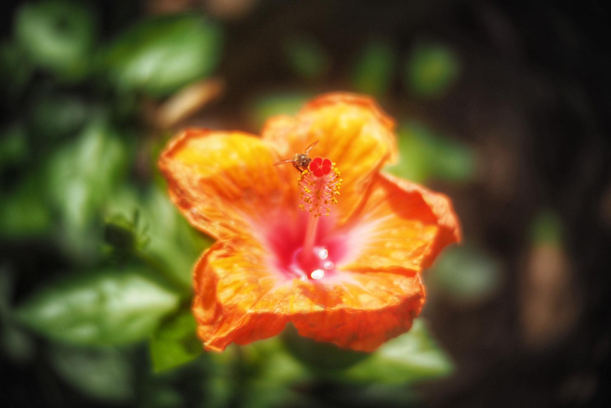 CANON TV LENS PHF 35MM.F1.2 MODIFY M4/3 MOUNT