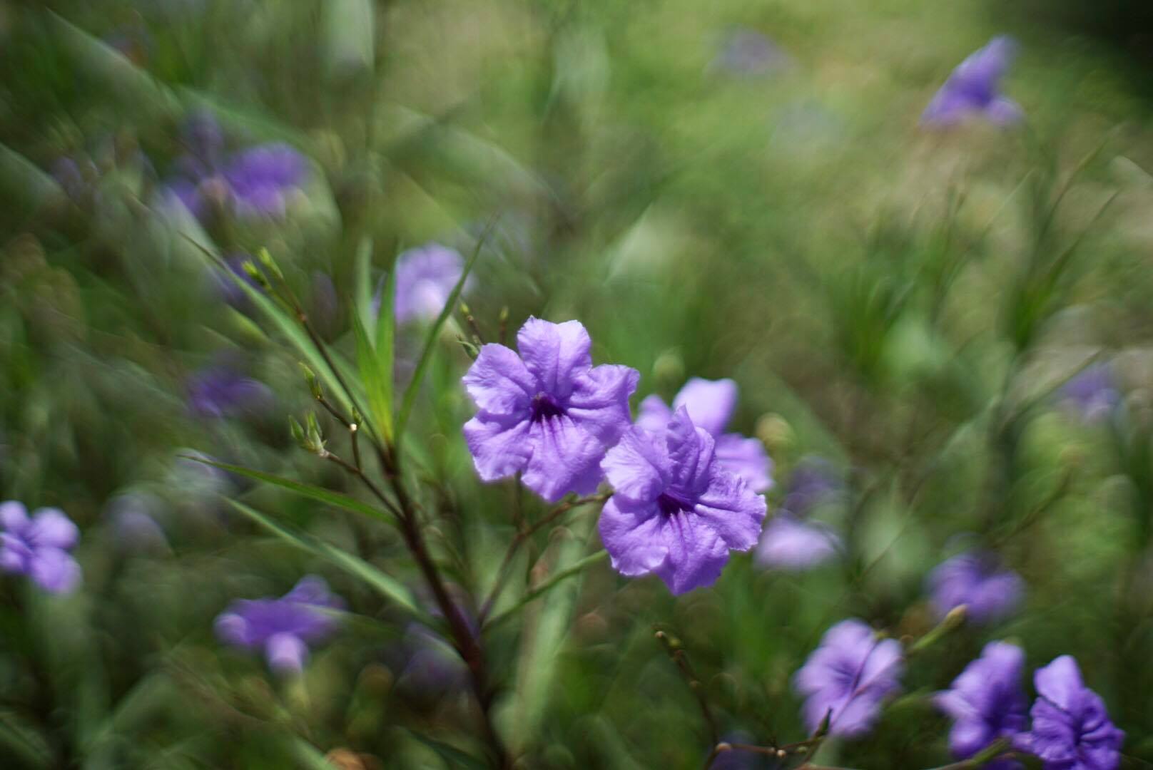 MINOLTA AUTO ROKKOR-PF 58MM.F1.4 MD MOUNT