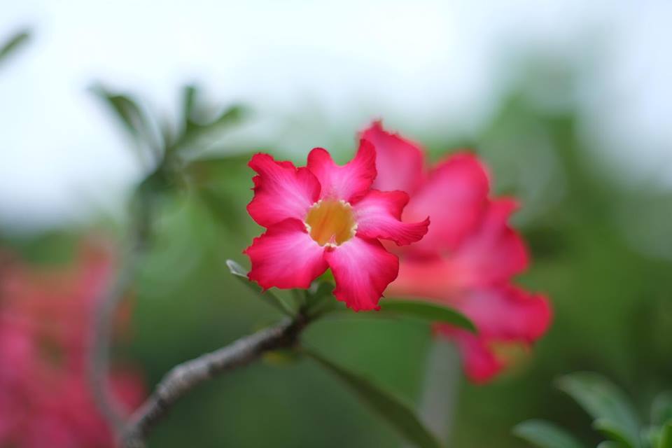 SMC PENTAX-M 50MM.F1.4 PK MOUNT