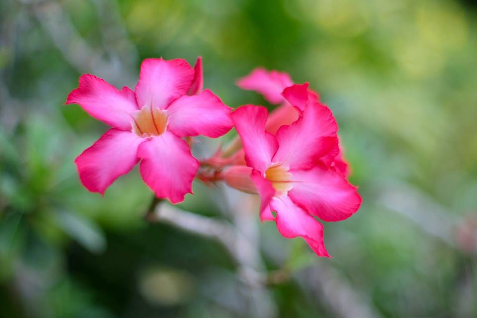 SMC PENTAX-M 50MM.F1.4 PK MOUNT