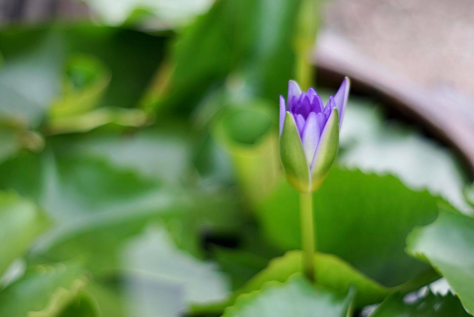 MINOLTA MD ROKKOR 50MM. F1.7