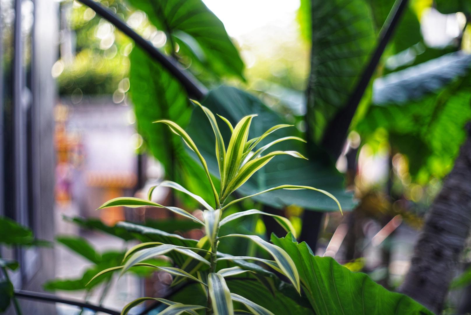 PENTACON AUTO 50MM.F1.8 M42 MOUNT