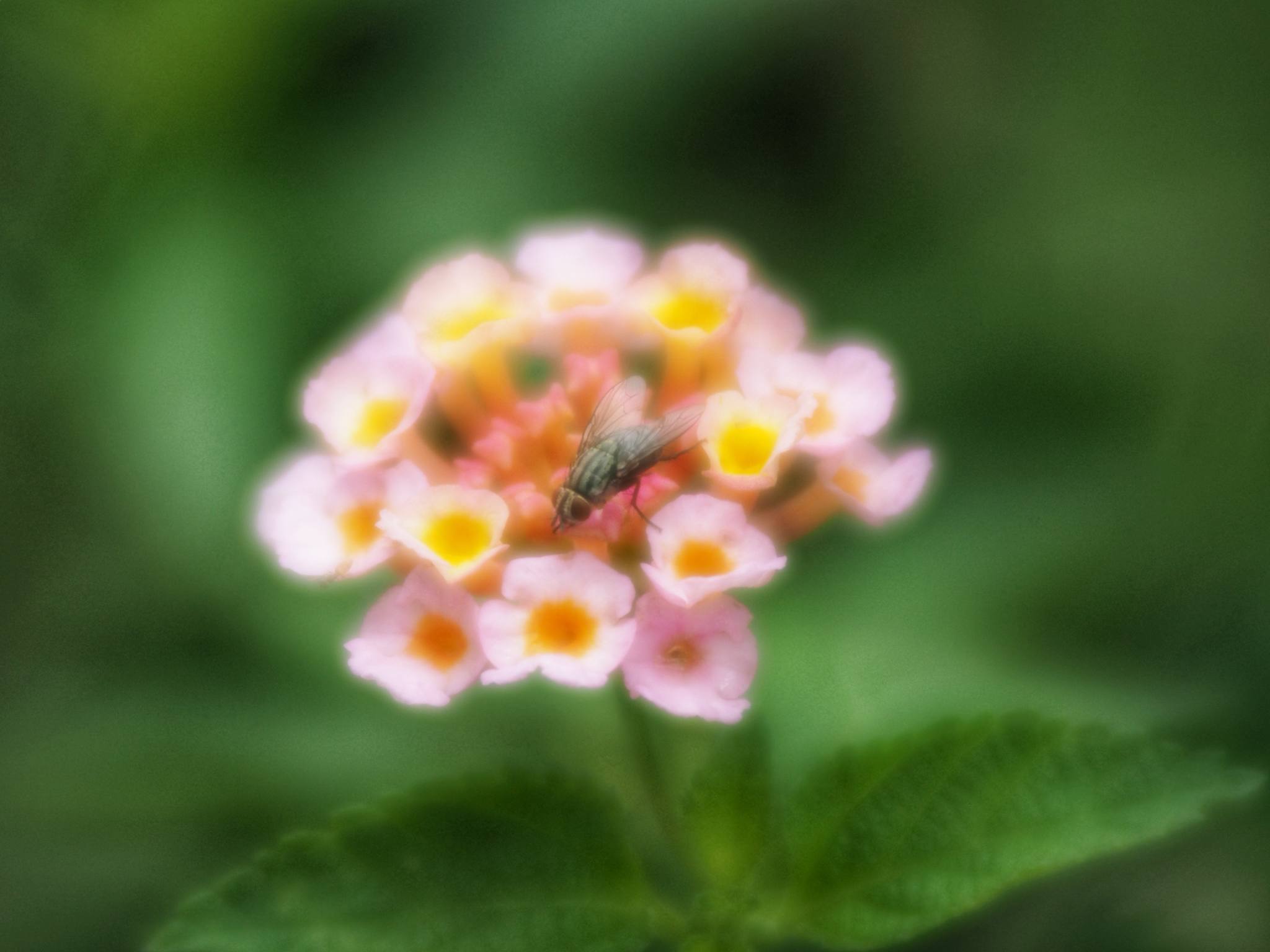 TAMRON SP 70-210MM.F3.5 CF TELE MACRO BBAR MC NIKON AI MOUNT