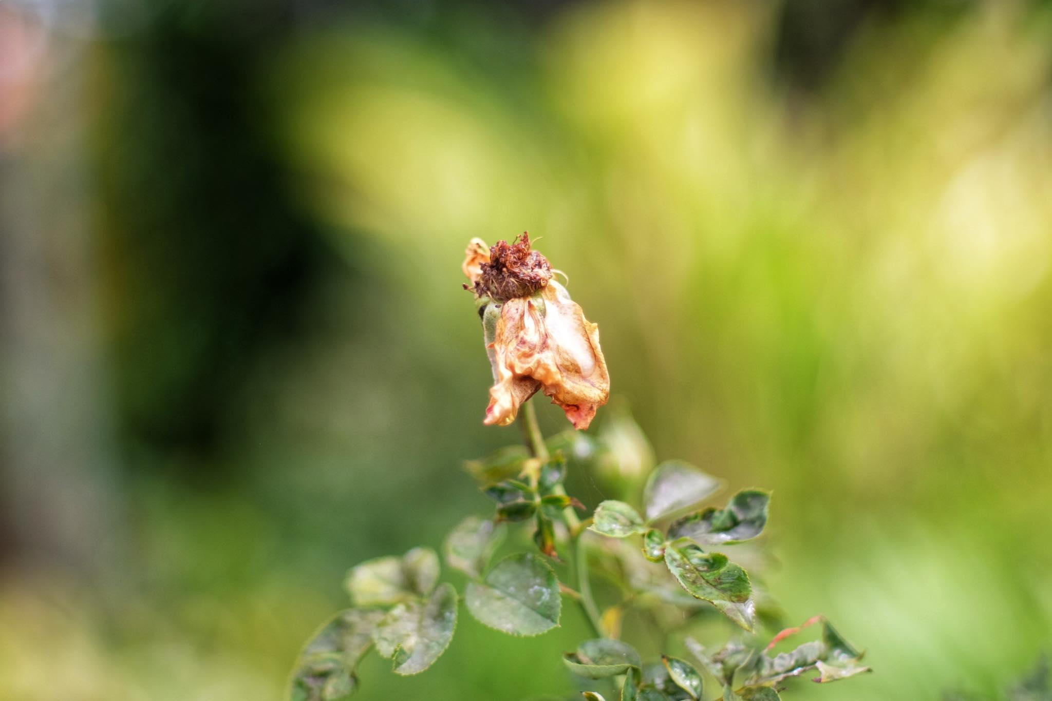 SUPER MULTI COATED TAKUMAR 50MM.F1.4 M42 MOUNT