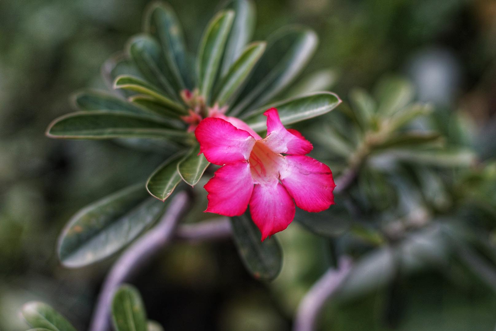NIKON AF NIKKOR 50MM.F1.4D AIS MOUNT(NO.2)