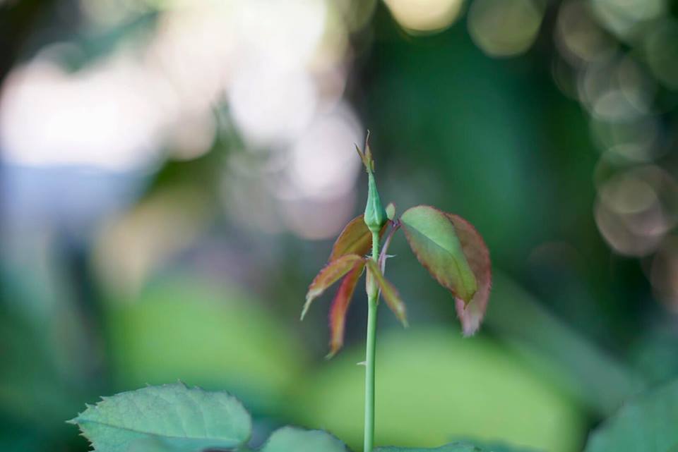 PENTACON AUTO 50MM.F1.8 MULTI COATING