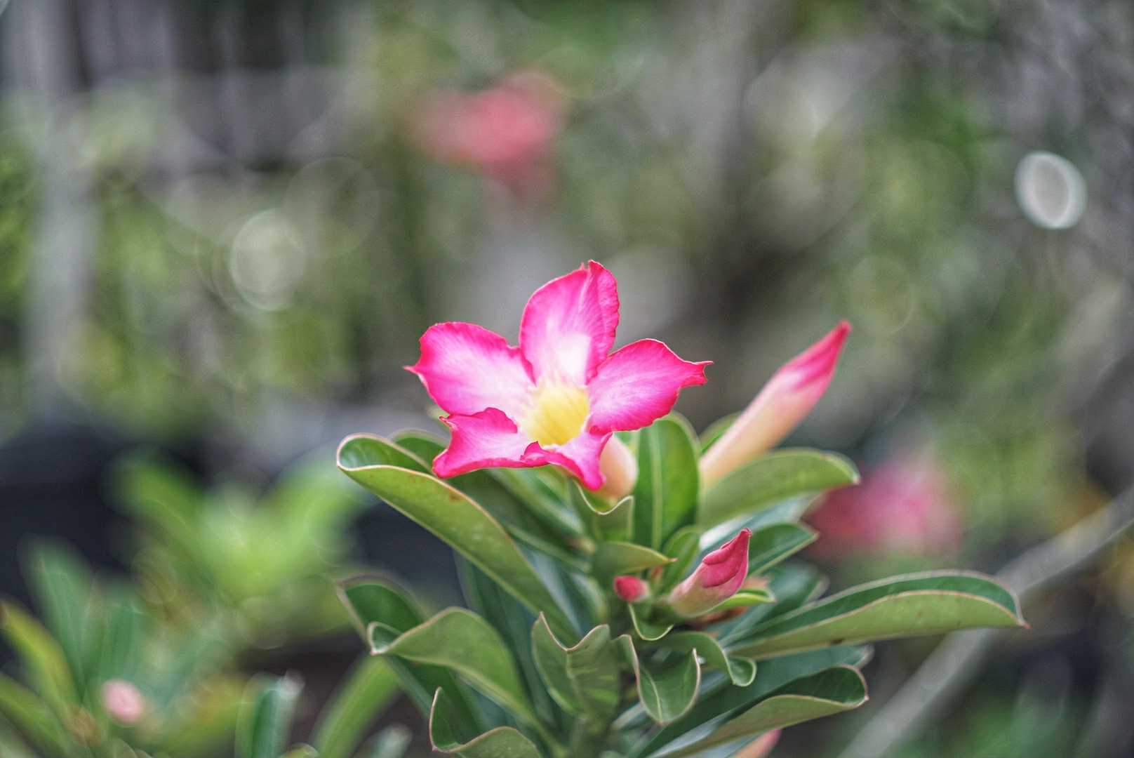 HELIOS-44M 58MM.F2 M42 MOUNT