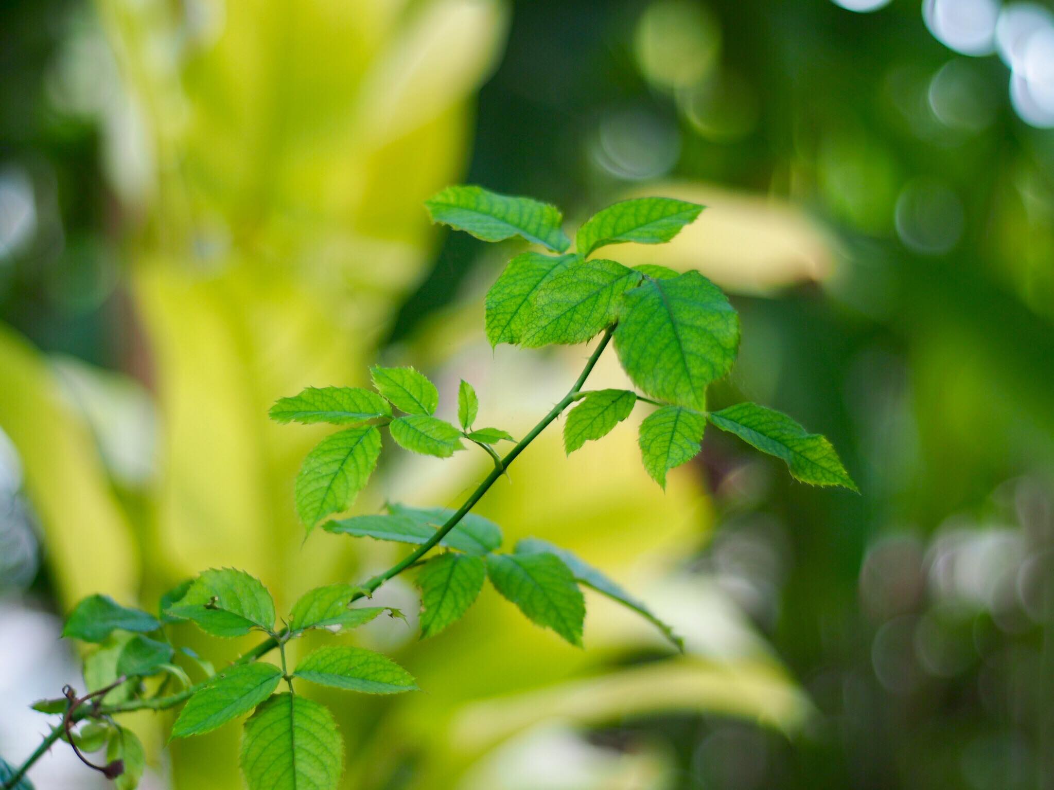 AUTO-TAKUMAR 55MM.F2 M42 MOUNT