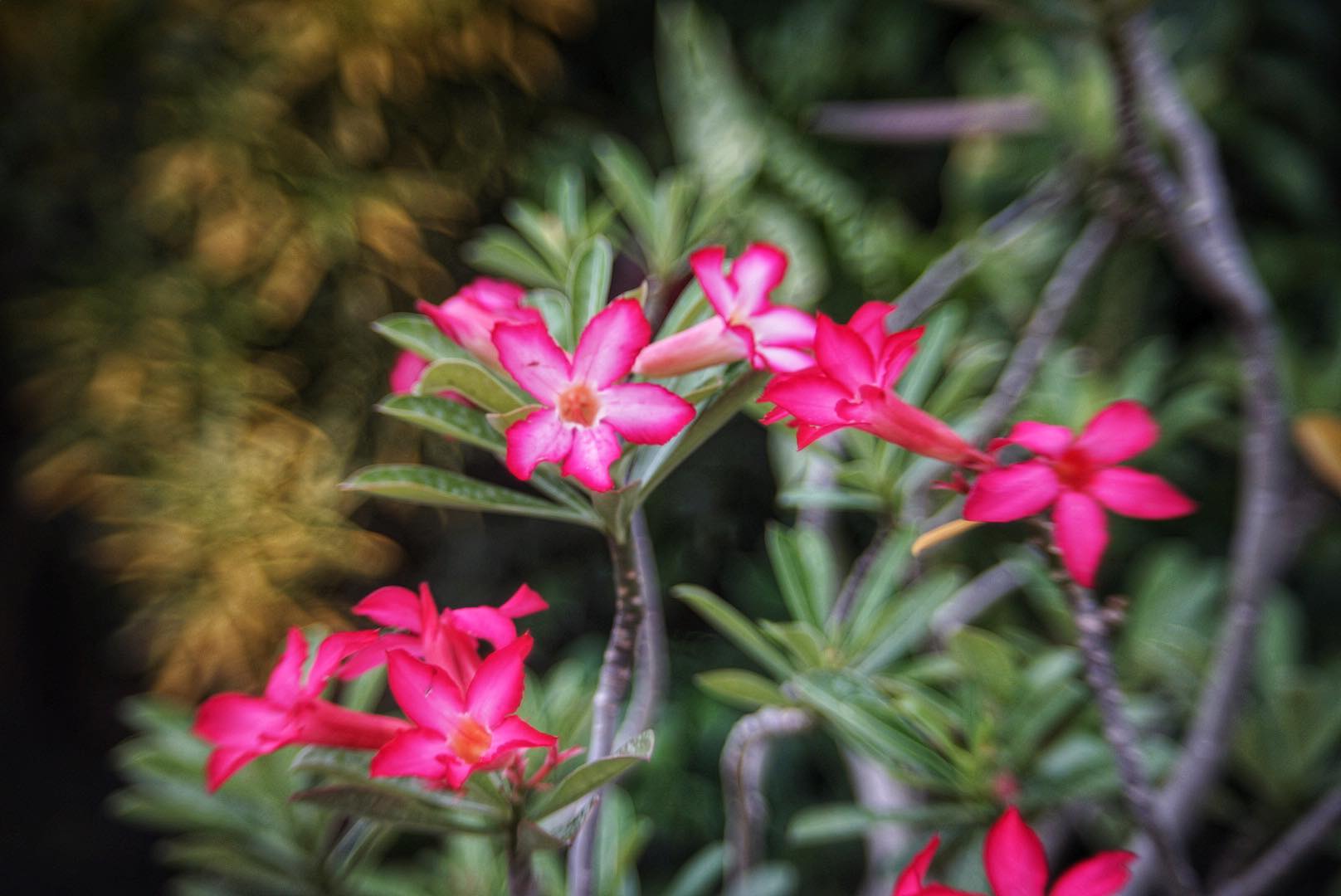 CC.PETRI 45MM.F1.8 MODIFIED M39 MOUNT(COUPLING)