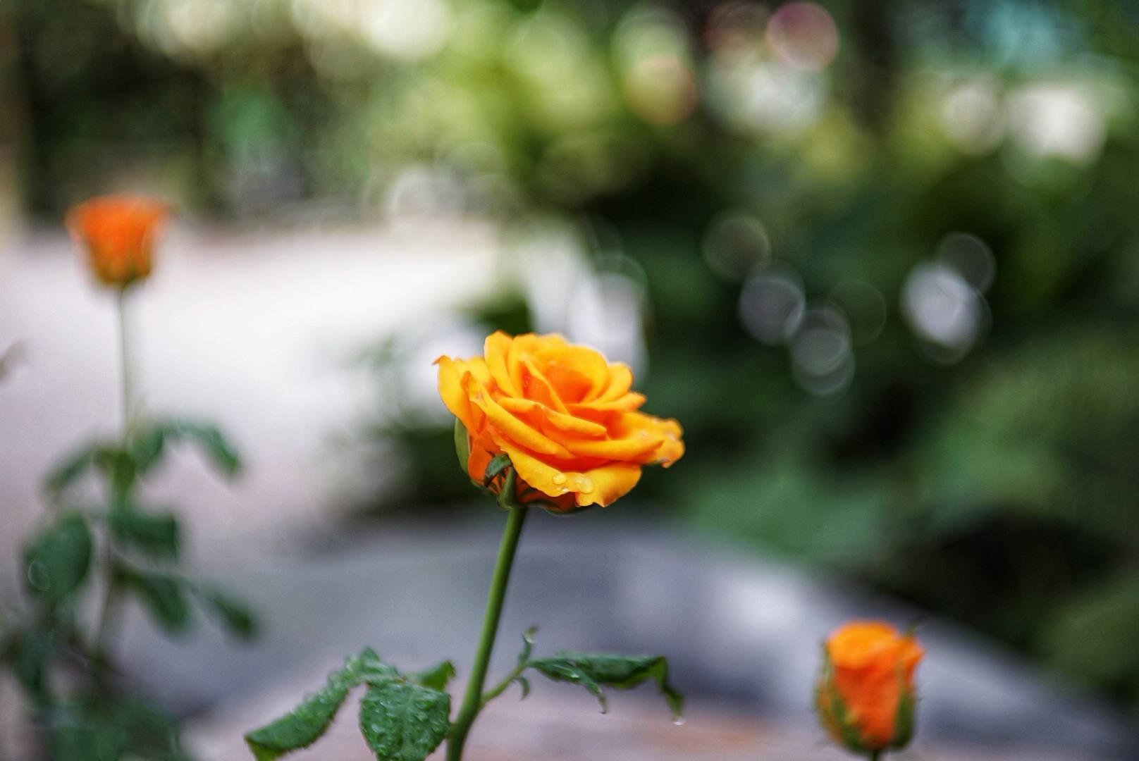 BIOKOR-S 45MM.F1.9 MODIFILED M39MOUNT