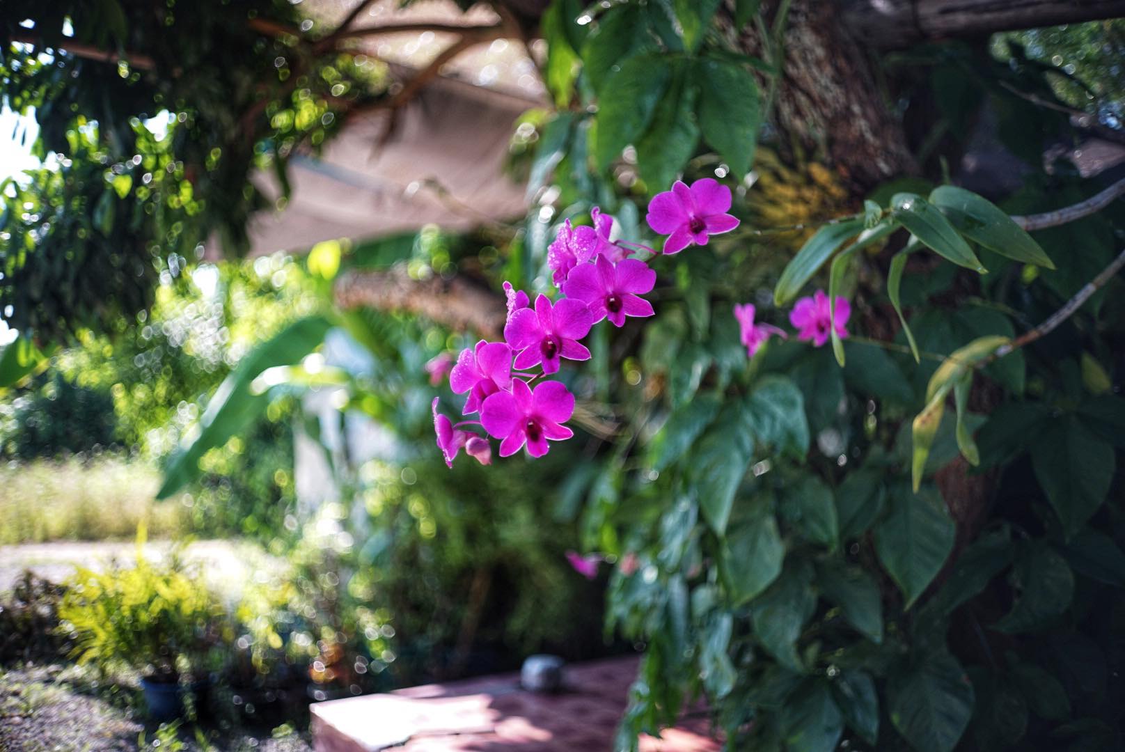 OLYMPUS F.ZUIKO 32MM.F1.7 MODIFIED SONY E MOUNT