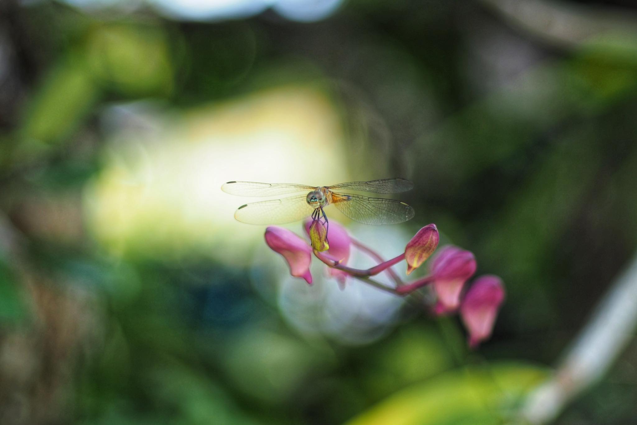 CANON LENS FD 50MM.F1.8 S.C FD MOUNT