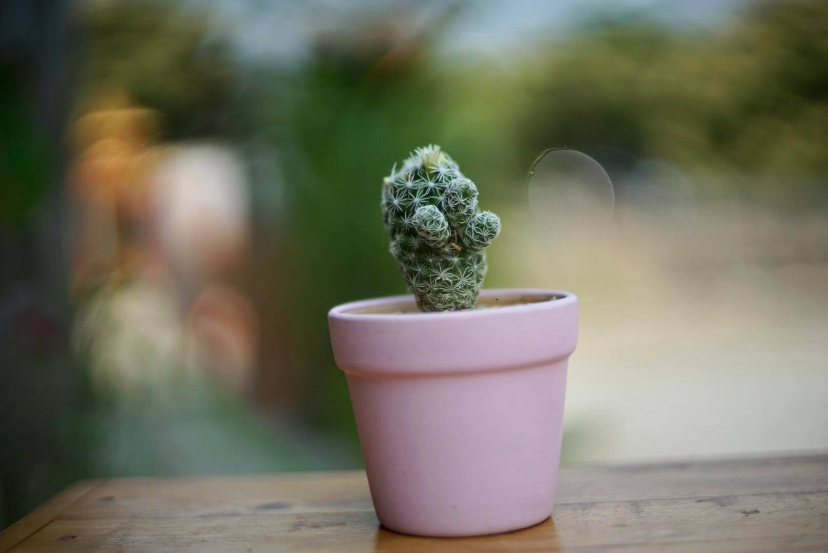 AUTO REVUENON 55MM.F1.4 M42 MOUNT