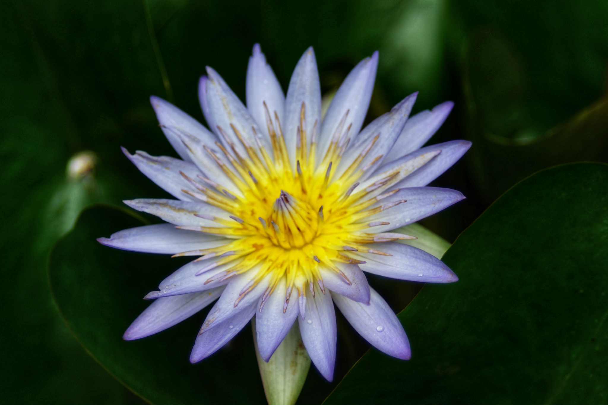 PENTAX TAKUMAR-F ZOOM 28-80MM.F3.5-4.5 MACRO