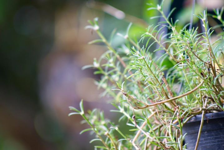 CANON LENS FL 200MM.F3.5 FL MOUNT