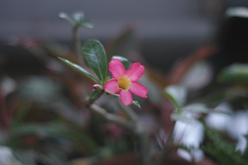 SUPER TAKUMAR 55MM.F1.8 M42 MOUNT