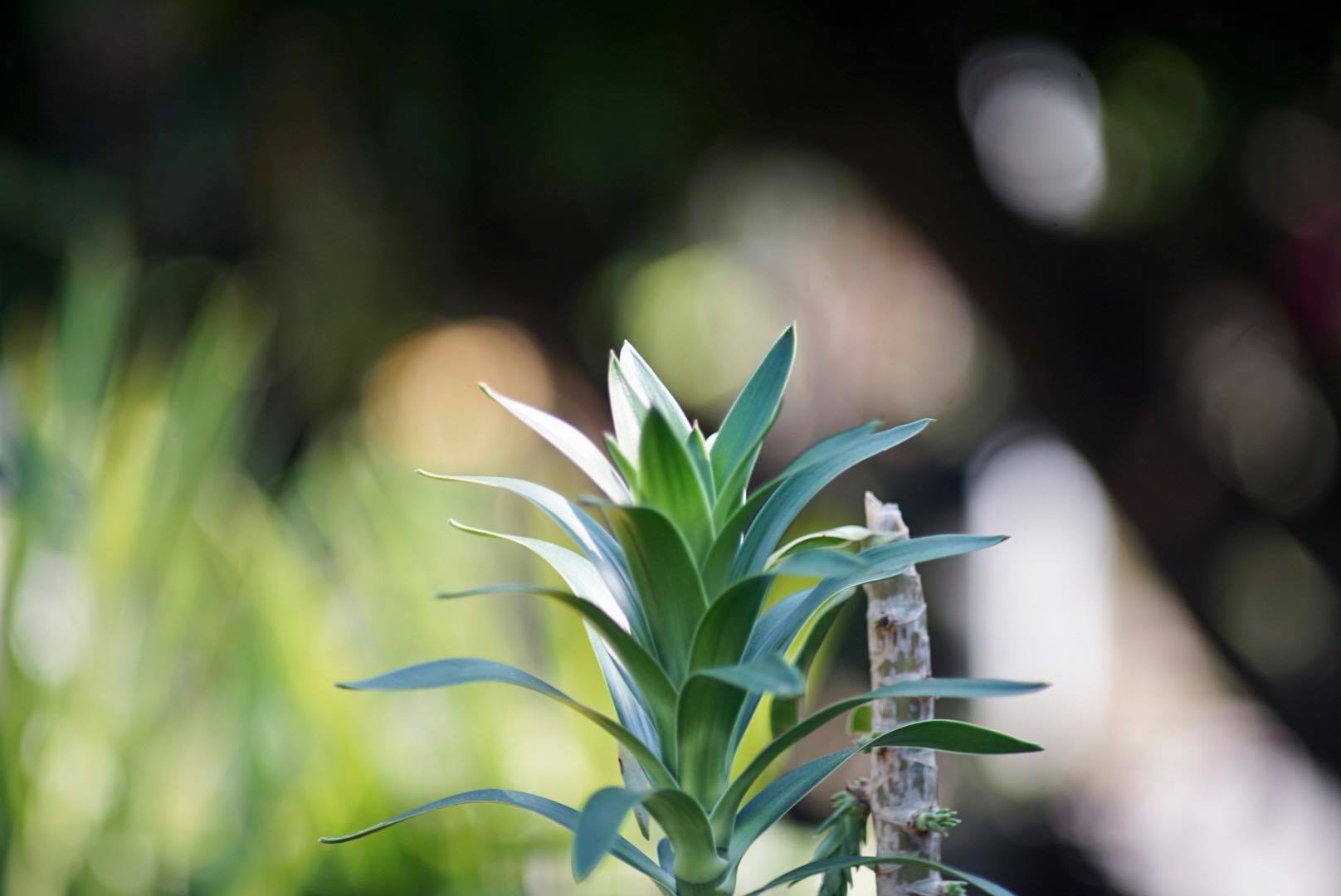 KONICA HEXANON 135MM. F3.5 AR MOUNT